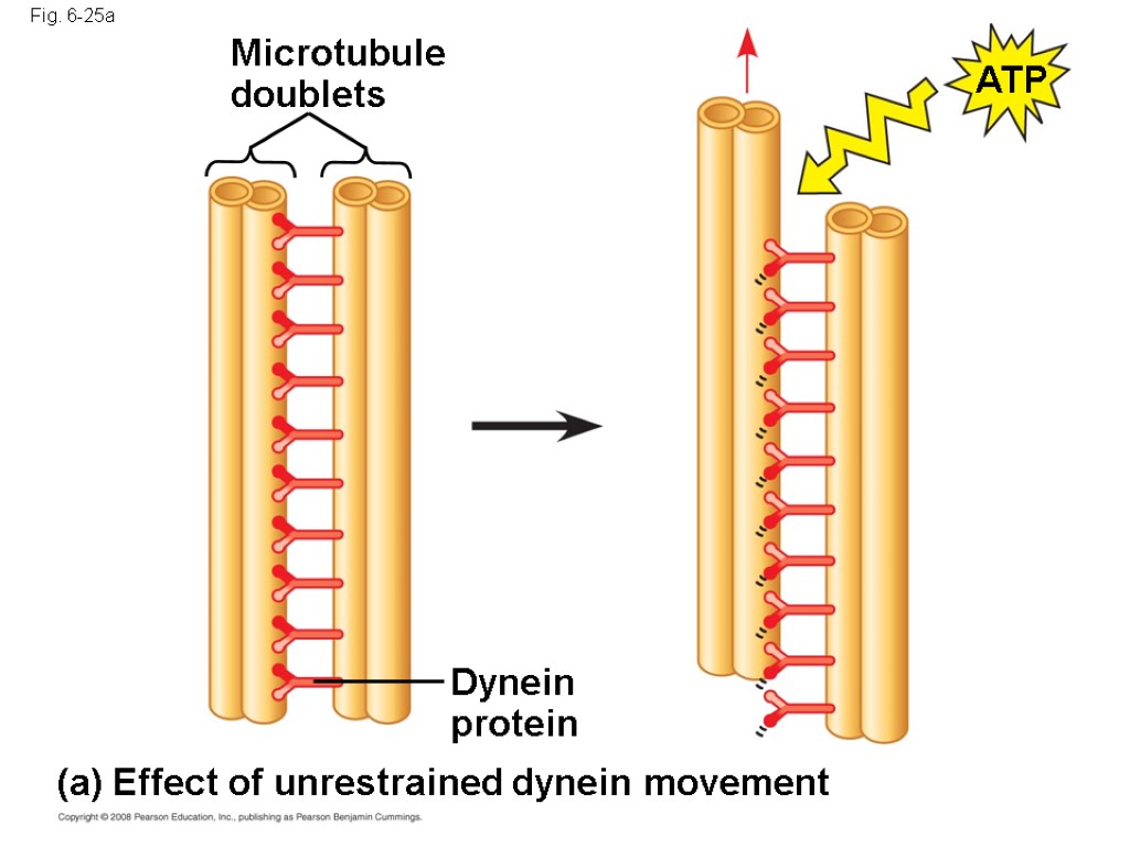 Fig. 6-25a Microtubule doublets Dynein protein (a) Effect of unrestrained dynein movement ATP